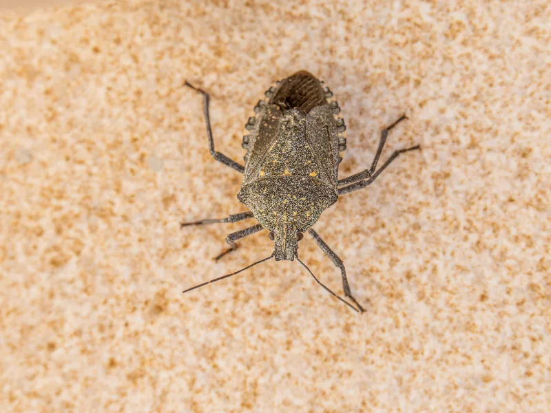 Bed Bug Treatment services