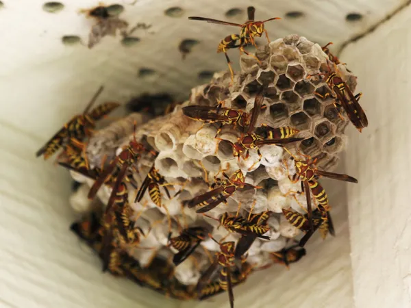 Wasp Nest Removal service