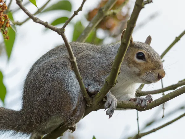 Wildlife & Squirrel Control service